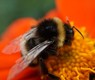 bumblebee-g35fa8e02f_640