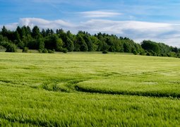 coernl-field-7217003_640