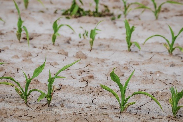 cornfield-gdd80ef9d0_640.jpg