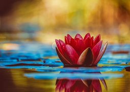 couleur-water-lily-3784022_640