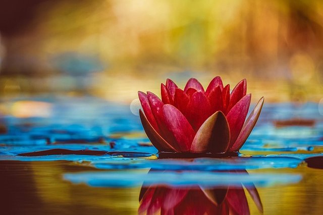 couleur-water-lily-3784022_640