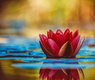 couleur-water-lily-3784022_640