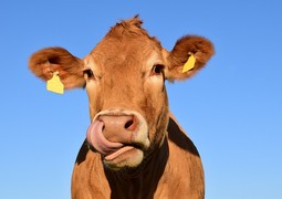 cow-1715829_640