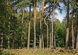 dagmary-trees-1751320_640