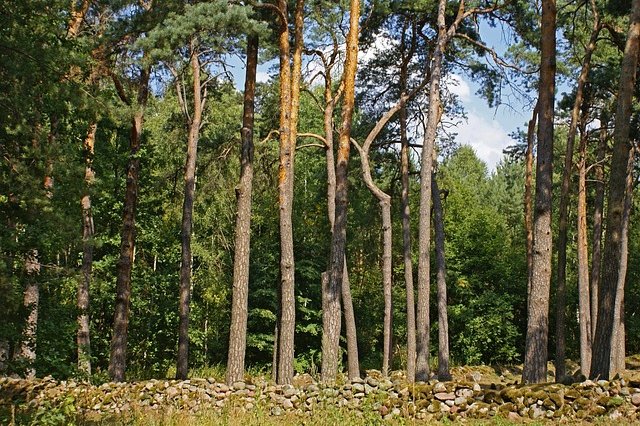 dagmary-trees-1751320_640