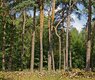 dagmary-trees-1751320_640