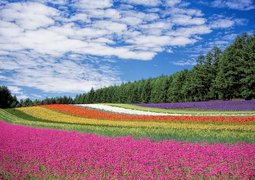 deltaworks-flower-field-250016_640