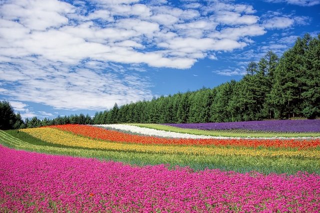 deltaworks-flower-field-250016_640