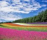 deltaworks-flower-field-250016_640