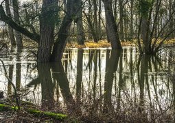 distelapparath-tree-3094231_640