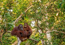 e-smile-orangutan-3985939_640