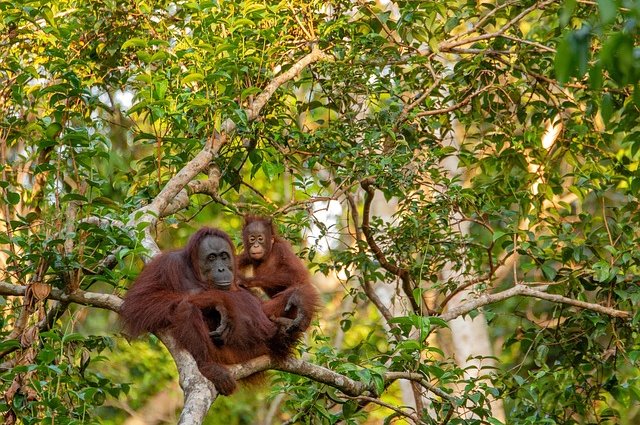 e-smile-orangutan-3985939_640