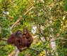 e-smile-orangutan-3985939_640