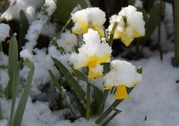 efraimstochter-easter-bells-705108_640