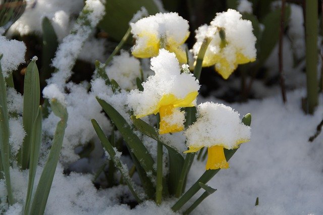efraimstochter-easter-bells-705108_640