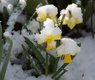 efraimstochter-easter-bells-705108_640