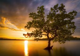 evgenit-tree-7215935_640