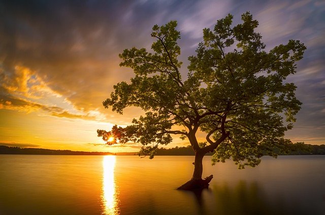 evgenit-tree-7215935_640