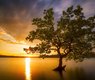 evgenit-tree-7215935_640