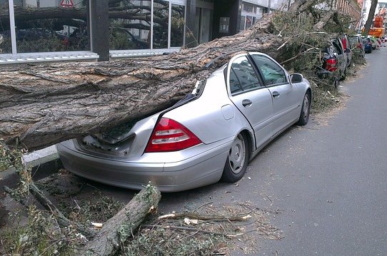 fallen-tree-gd36ac5e0e_640.jpg