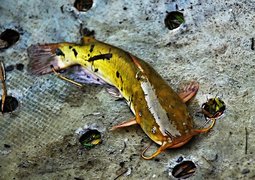 fish-201074_640