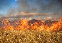 fish96-fire-6706669_640