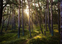 forest-7311484_640