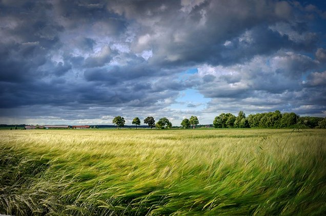 grain-g23c9c4838_640.jpg