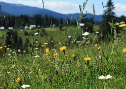 haymaking-3234509_640