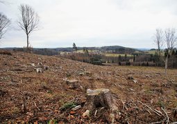 ivabalk-deforestation-6913287_640