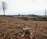 ivabalk-deforestation-6913287_640