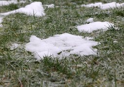 j_blueberry-snow-residue-7841660_640