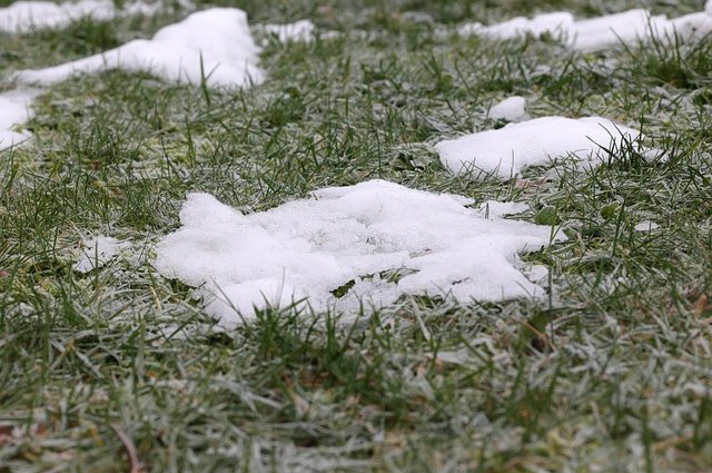j_blueberry-snow-residue-7841660_640