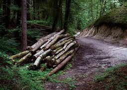 jerzygorecki-wood-4430889_640