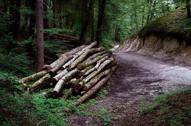 jerzygorecki-wood-4430889_640