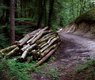 jerzygorecki-wood-4430889_640