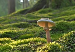 jggrz-mushroom-8191823_640
