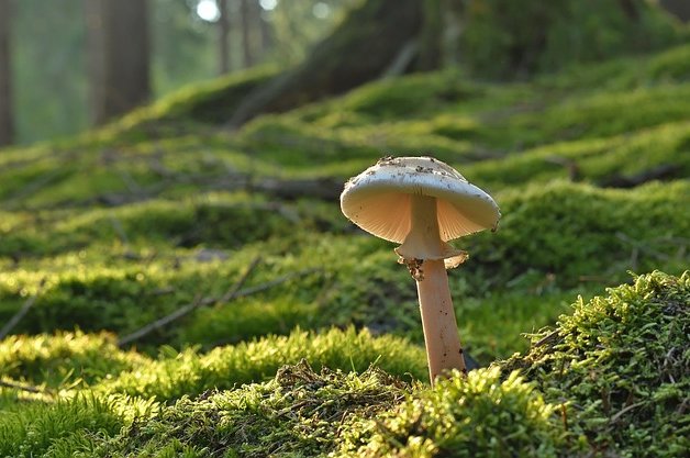 jggrz-mushroom-8191823_640