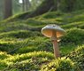 jggrz-mushroom-8191823_640