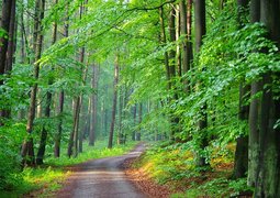 kamilszerlag-forest-5251669_640