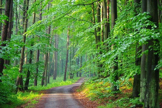 kamilszerlag-forest-5251669_640