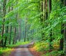 kamilszerlag-forest-5251669_640