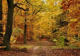 kazkar-autumn-6968889_640