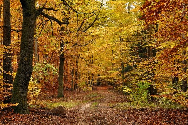 kazkar-autumn-6968889_640