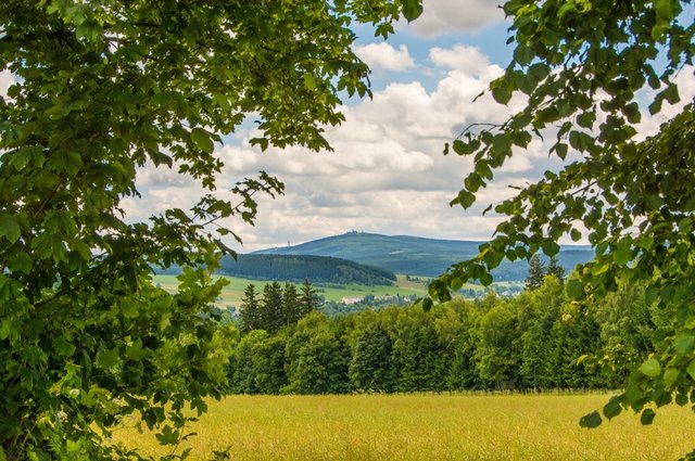 landscape-tree-nature-forest-plant-field-1217994-pxhere.com