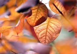 leaves-8962041_640