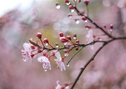 leolo212-flowers-7085710_640