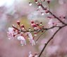 leolo212-flowers-7085710_640