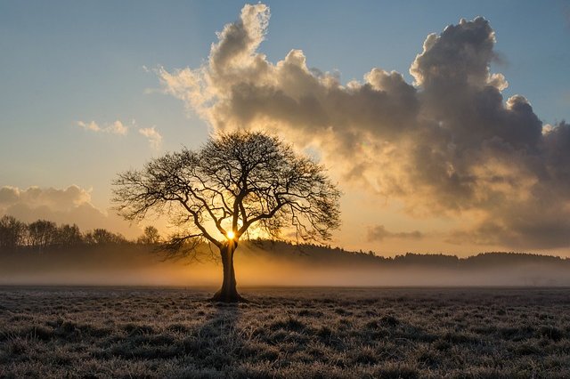 lone-tree-1934897_640