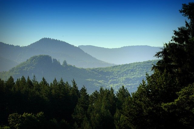 luboshouska-forests-832196_640